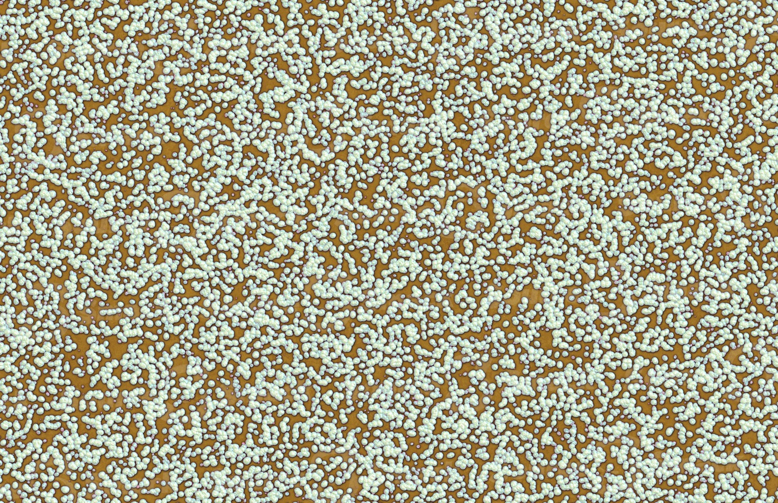 Medical pilled bacteria on petri dish culture