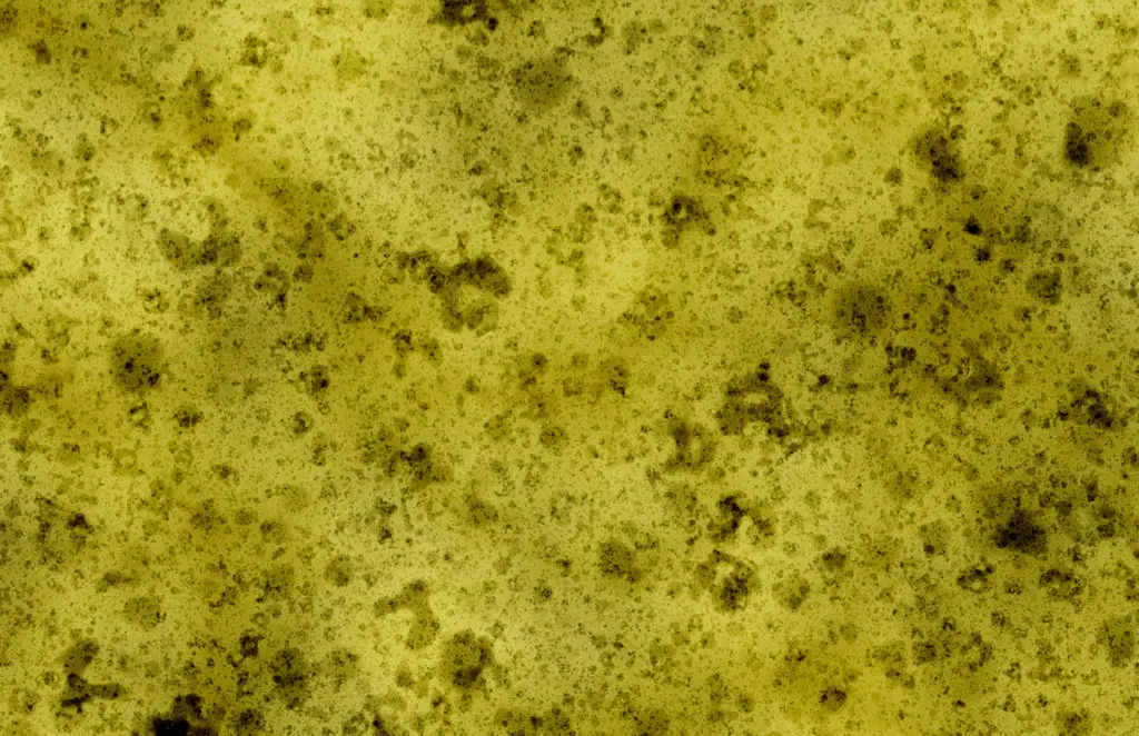 Closeup of a sponge texture with a bit of dirt and grime