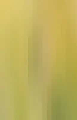 Striped color bar-296