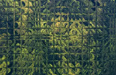 Forest reflected mosiac