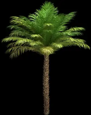 A 3D rendered and isolated date palm tree
