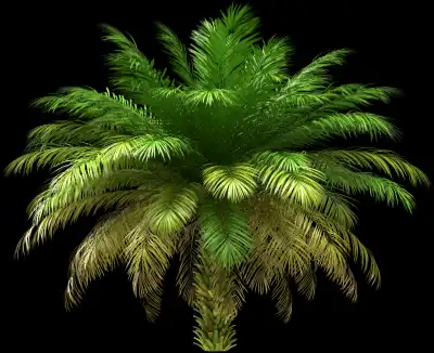 A 3D rendered and isolated date palm tree