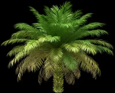 A 3D rendered and isolated date palm tree