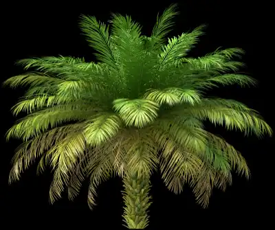 A 3D rendered and isolated date palm tree