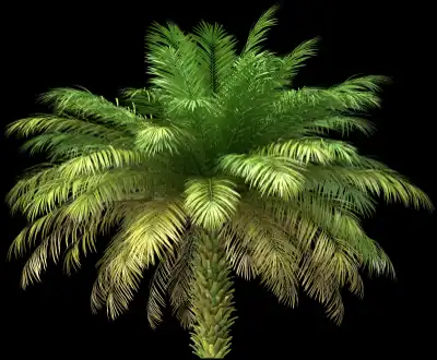 A 3D rendered and isolated date palm tree