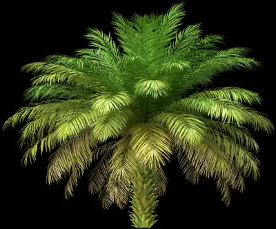 A 3D rendered and isolated date palm tree
