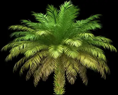 A 3D rendered and isolated date palm tree