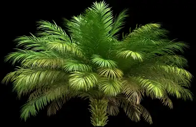 A 3D rendered and isolated date palm tree