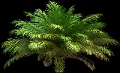 A 3D rendered and isolated date palm tree