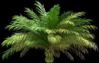 A 3D rendered and isolated date palm tree