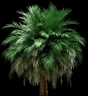A 3D rendered and isolated butia palm tree