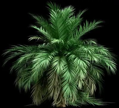 A 3D rendered and isolated butia palm tree