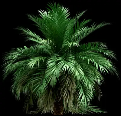 A 3D rendered and isolated butia palm tree