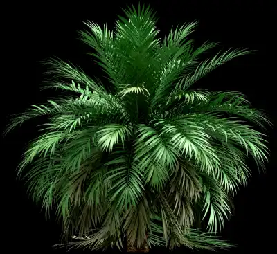A 3D rendered and isolated butia palm tree