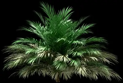 A 3D rendered and isolated butia palm tree