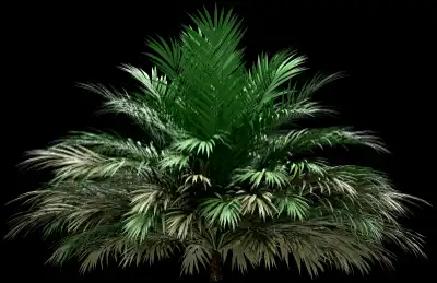A 3D rendered and isolated butia palm tree