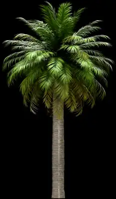 A 3D rendered and isolated chilean wine palm tree