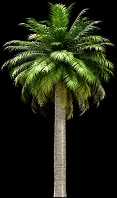A 3D rendered and isolated chilean wine palm tree