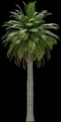 A 3D rendered and isolated chilean wine palm tree