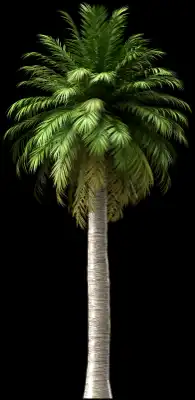 A 3D rendered and isolated chilean wine palm tree