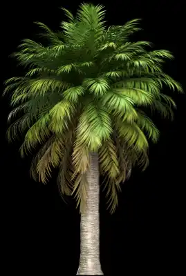 A 3D rendered and isolated chilean wine palm tree