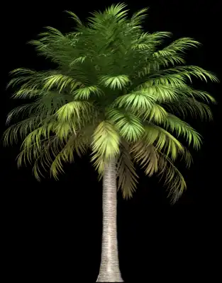 A 3D rendered and isolated chilean wine palm tree
