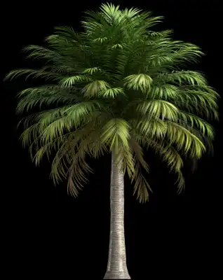 A 3D rendered and isolated chilean wine palm tree