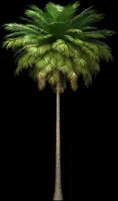 A 3D rendered and isolated coconut palm tree