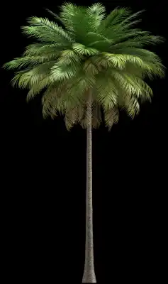 A 3D rendered and isolated coconut palm tree