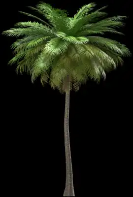A 3D rendered and isolated coconut palm tree