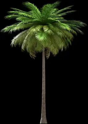 A 3D rendered and isolated coconut palm tree