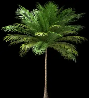 A 3D rendered and isolated coconut palm tree