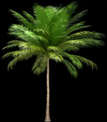 A 3D rendered and isolated coconut palm tree
