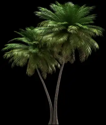 A 3D rendered and isolated coconut palm tree