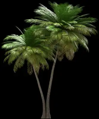 A 3D rendered and isolated coconut palm tree