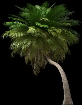 A 3D rendered and isolated coconut palm tree