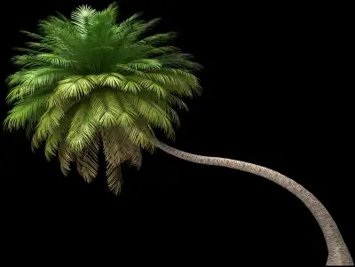 A 3D rendered and isolated coconut palm tree