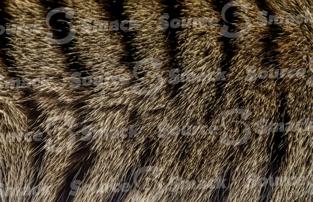 A domestic mackerel tabby hair texture
