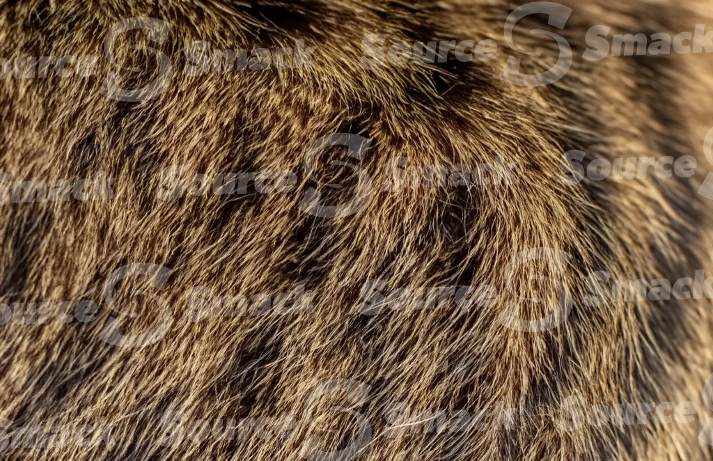 A domestic mackerel tabby hair texture