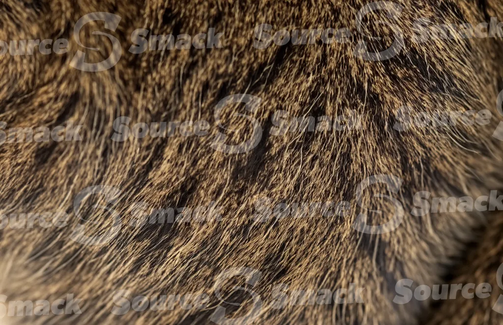 A domestic mackerel tabby hair texture