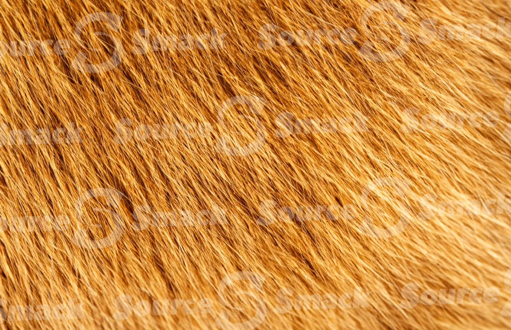 A domestic orange tabby hair texture