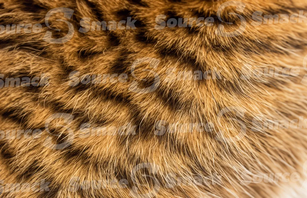 A domestic orange tabby hair texture
