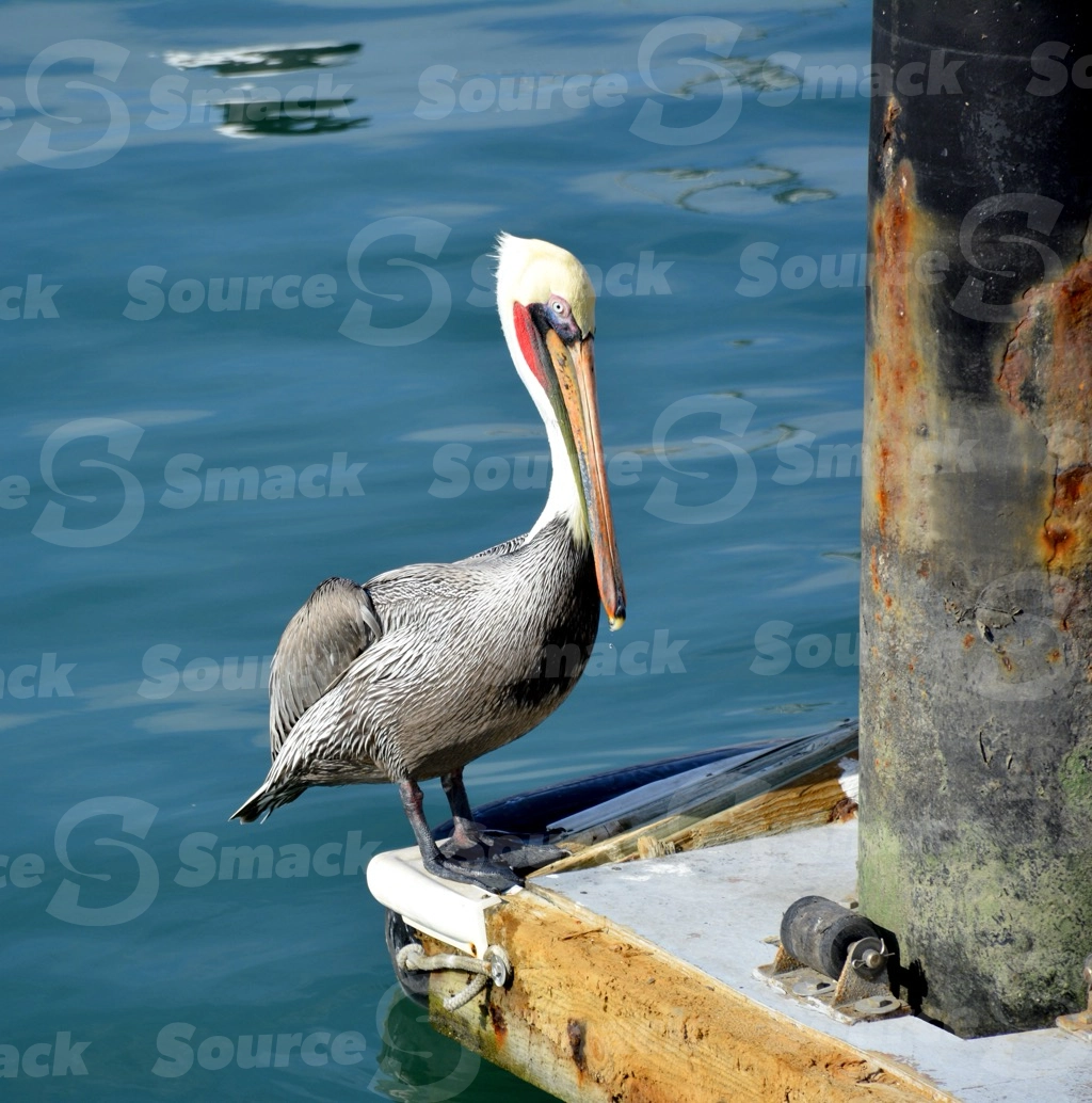 Brown pelican in Cabo San Lucas, Mexico