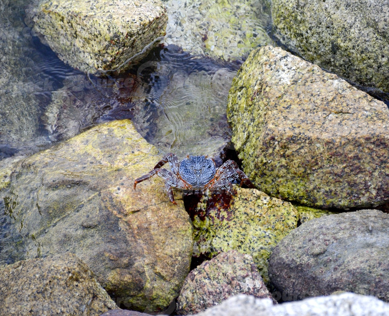 Blue spotted crab in Cabo San Lucas, Mexico