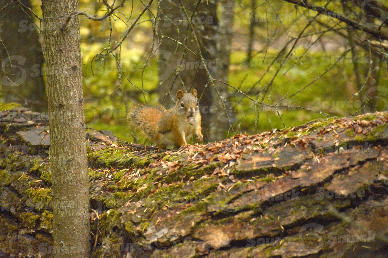 A red squirrel (sciurus vulgaris) on a log in the forest