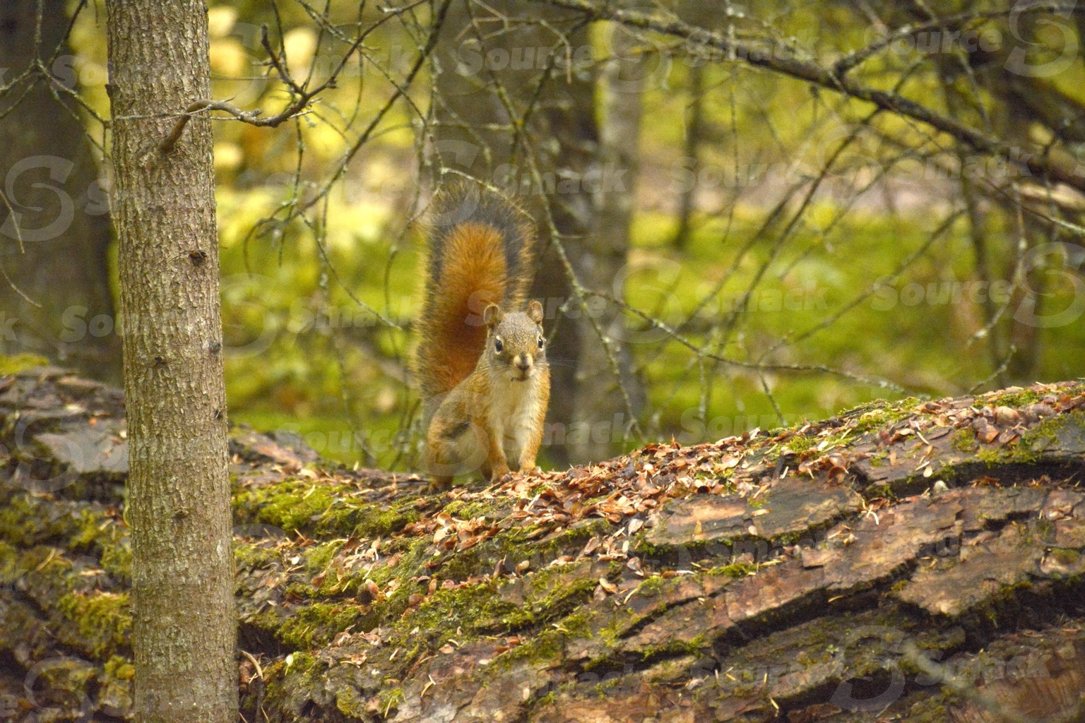 A red squirrel (sciurus vulgaris) on a log in the forest