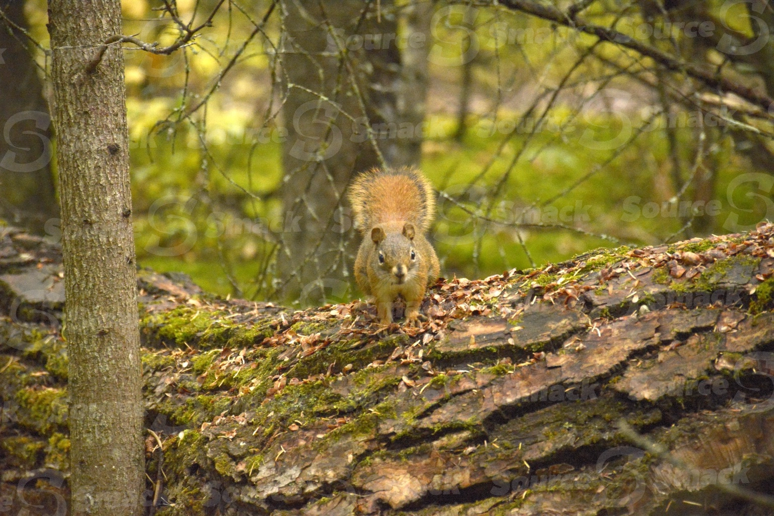 A red squirrel (sciurus vulgaris) on a log in the forest