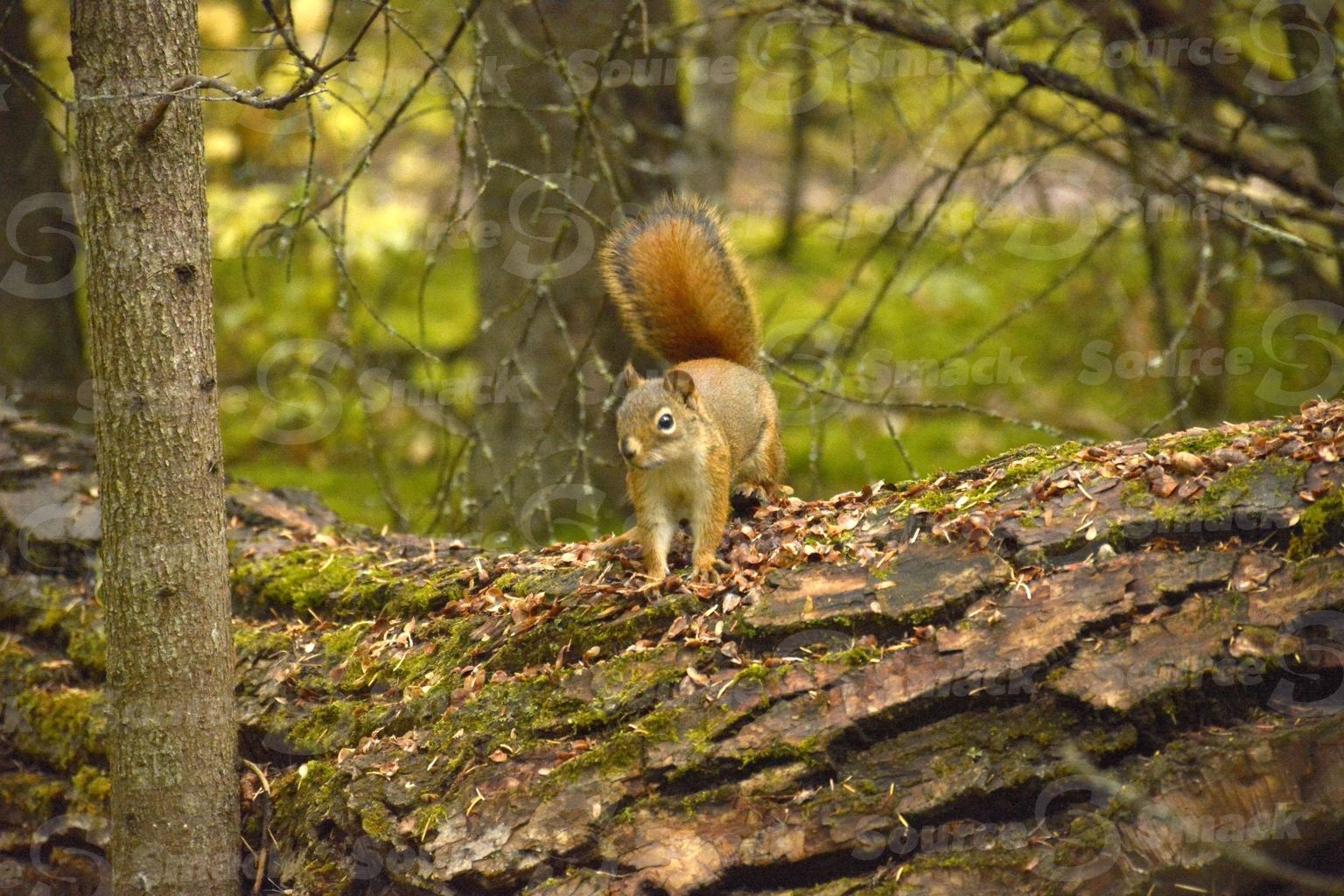 A red squirrel (sciurus vulgaris) on a log in the forest