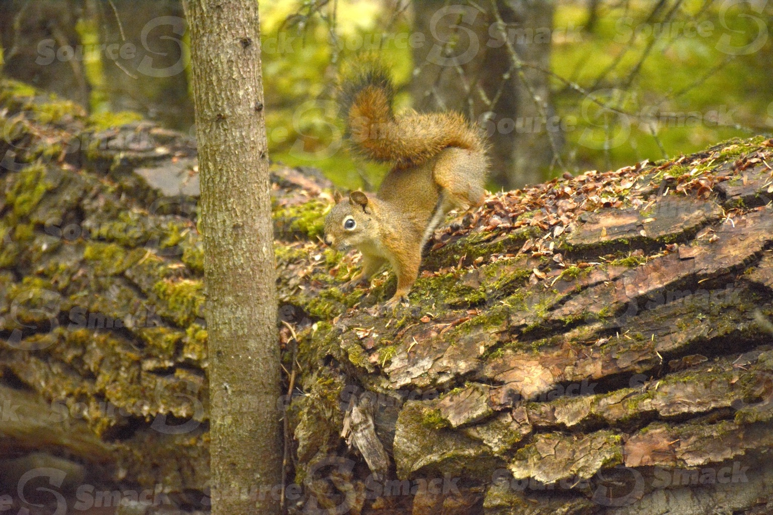 A red squirrel (sciurus vulgaris) on a log in the forest