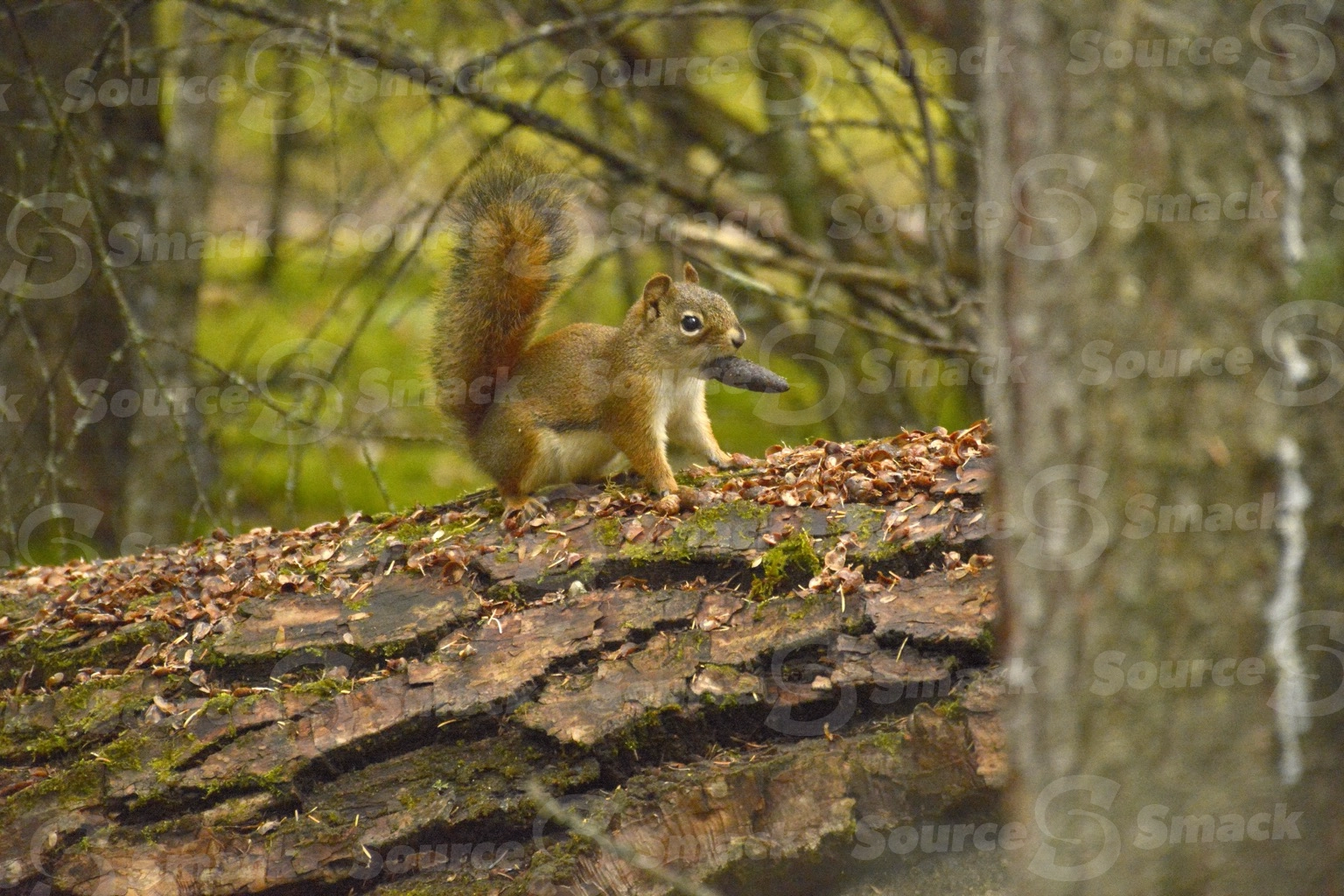 A red squirrel (sciurus vulgaris) on a log in the forest